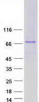 Coomassie blue staining of purified GBP7 protein (Cat# TP318756). The protein was produced from HEK293T cells transfected with GBP7 cDNA clone (Cat# RC218756) using MegaTran 2.0 (Cat# TT210002).