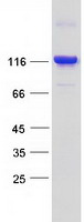 Coomassie blue staining of purified BICD1 protein (Cat# TP318807). The protein was produced from HEK293T cells transfected with BICD1 cDNA clone (Cat# RC218807) using MegaTran 2.0 (Cat# TT210002).