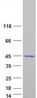 Coomassie blue staining of purified OSCP1 protein (Cat# TP318808). The protein was produced from HEK293T cells transfected with OSCP1 cDNA clone (Cat# RC218808) using MegaTran 2.0 (Cat# TT210002).