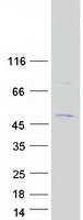 Coomassie blue staining of purified C16orf89 protein (Cat# TP318930). The protein was produced from HEK293T cells transfected with C16orf89 cDNA clone (Cat# RC218930) using MegaTran 2.0 (Cat# TT210002).