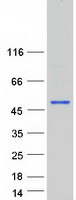 Coomassie blue staining of purified DMRTB1 protein (Cat# TP318956). The protein was produced from HEK293T cells transfected with DMRTB1 cDNA clone (Cat# RC218956) using MegaTran 2.0 (Cat# TT210002).