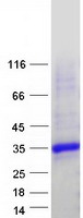 Coomassie blue staining of purified KCTD2 protein (Cat# TP318957). The protein was produced from HEK293T cells transfected with KCTD2 cDNA clone (Cat# RC218957) using MegaTran 2.0 (Cat# TT210002).