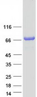 Coomassie blue staining of purified TOM1L2 protein (Cat# TP319271). The protein was produced from HEK293T cells transfected with TOM1L2 cDNA clone (Cat# RC219271) using MegaTran 2.0 (Cat# TT210002).