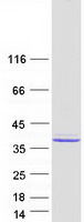 Coomassie blue staining of purified MEST protein (Cat# TP319273). The protein was produced from HEK293T cells transfected with MEST cDNA clone (Cat# RC219273) using MegaTran 2.0 (Cat# TT210002).