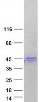 Coomassie blue staining of purified HFE protein (Cat# TP319316). The protein was produced from HEK293T cells transfected with HFE cDNA clone (Cat# RC219316) using MegaTran 2.0 (Cat# TT210002).