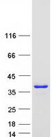 Coomassie blue staining of purified HNRNPA2B1 protein (Cat# TP319318). The protein was produced from HEK293T cells transfected with HNRNPA2B1 cDNA clone (Cat# RC219318) using MegaTran 2.0 (Cat# TT210002).