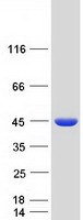 Coomassie blue staining of purified RPP40 protein (Cat# TP319319). The protein was produced from HEK293T cells transfected with RPP40 cDNA clone (Cat# RC219319) using MegaTran 2.0 (Cat# TT210002).