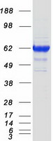 Coomassie blue staining of purified NPR3 protein (Cat# TP319453). The protein was produced from HEK293T cells transfected with NPR3 cDNA clone (Cat# RC219453) using MegaTran 2.0 (Cat# TT210002).