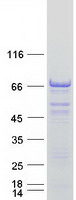 Coomassie blue staining of purified PEX5L protein (Cat# TP319522). The protein was produced from HEK293T cells transfected with PEX5L cDNA clone (Cat# RC219522) using MegaTran 2.0 (Cat# TT210002).
