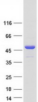 Coomassie blue staining of purified POLR2M protein (Cat# TP319621). The protein was produced from HEK293T cells transfected with POLR2M cDNA clone (Cat# RC219621) using MegaTran 2.0 (Cat# TT210002).