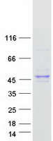 Coomassie blue staining of purified C7orf26 protein (Cat# TP319786). The protein was produced from HEK293T cells transfected with C7orf26 cDNA clone (Cat# RC219786) using MegaTran 2.0 (Cat# TT210002).