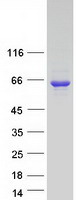Coomassie blue staining of purified LGSN protein (Cat# TP320287). The protein was produced from HEK293T cells transfected with LGSN cDNA clone (Cat# RC220287) using MegaTran 2.0 (Cat# TT210002).