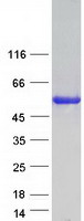 Coomassie blue staining of purified CORO6 protein (Cat# TP320433). The protein was produced from HEK293T cells transfected with CORO6 cDNA clone (Cat# RC220433) using MegaTran 2.0 (Cat# TT210002).
