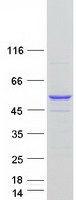 Coomassie blue staining of purified NXN protein (Cat# TP321343). The protein was produced from HEK293T cells transfected with NXN cDNA clone (Cat# RC221343) using MegaTran 2.0 (Cat# TT210002).