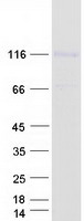 Coomassie blue staining of purified FAM171A1 protein (Cat# TP321353). The protein was produced from HEK293T cells transfected with FAM171A1 cDNA clone (Cat# RC221353) using MegaTran 2.0 (Cat# TT210002).