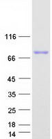 Coomassie blue staining of purified A1BG protein (Cat# TP321406). The protein was produced from HEK293T cells transfected with A1BG cDNA clone (Cat# RC221406) using MegaTran 2.0 (Cat# TT210002).