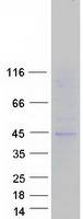Coomassie blue staining of purified SLC16A13 protein (Cat# TP321552). The protein was produced from HEK293T cells transfected with SLC16A13 cDNA clone (Cat# RC221552) using MegaTran 2.0 (Cat# TT210002).