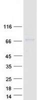 Coomassie blue staining of purified TOR1AIP1 protein (Cat# TP321686). The protein was produced from HEK293T cells transfected with TOR1AIP1 cDNA clone (Cat# RC221686) using MegaTran 2.0 (Cat# TT210002).