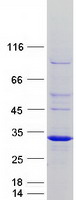 Coomassie blue staining of purified RND2 protein (Cat# TP321840). The protein was produced from HEK293T cells transfected with RND2 cDNA clone (Cat# RC221840) using MegaTran 2.0 (Cat# TT210002).