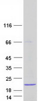 Coomassie blue staining of purified C8orf31 protein (Cat# TP321978). The protein was produced from HEK293T cells transfected with C8orf31 cDNA clone (Cat# RC221978) using MegaTran 2.0 (Cat# TT210002).