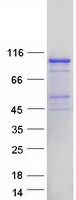 Coomassie blue staining of purified EXD3 protein (Cat# TP322174). The protein was produced from HEK293T cells transfected with EXD3 cDNA clone (Cat# RC222174) using MegaTran 2.0 (Cat# TT210002).