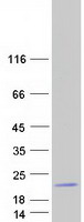 Coomassie blue staining of purified LCE3A protein (Cat# TP322176). The protein was produced from HEK293T cells transfected with LCE3A cDNA clone (Cat# RC222176) using MegaTran 2.0 (Cat# TT210002).