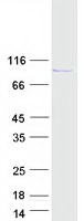 Coomassie blue staining of purified ARHGEF35 protein (Cat# TP322188). The protein was produced from HEK293T cells transfected with ARHGEF35 cDNA clone (Cat# RC222188) using MegaTran 2.0 (Cat# TT210002).