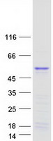 Coomassie blue staining of purified TWISTNB protein (Cat# TP322203). The protein was produced from HEK293T cells transfected with TWISTNB cDNA clone (Cat# RC222203) using MegaTran 2.0 (Cat# TT210002).