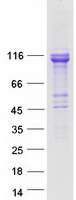 Coomassie blue staining of purified TCAF1 protein (Cat# TP322211). The protein was produced from HEK293T cells transfected with TCAF1 cDNA clone (Cat# RC222211) using MegaTran 2.0 (Cat# TT210002).