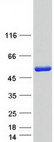 Coomassie blue staining of purified NARF protein (Cat# TP322223). The protein was produced from HEK293T cells transfected with NARF cDNA clone (Cat# RC222223) using MegaTran 2.0 (Cat# TT210002).