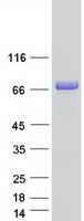 Coomassie blue staining of purified FKBP9 protein (Cat# TP322307). The protein was produced from HEK293T cells transfected with FKBP9 cDNA clone (Cat# RC222307) using MegaTran 2.0 (Cat# TT210002).