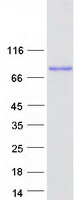 Coomassie blue staining of purified ANKHD1 protein (Cat# TP322623). The protein was produced from HEK293T cells transfected with ANKHD1 cDNA clone (Cat# RC222623) using MegaTran 2.0 (Cat# TT210002).