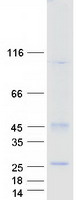 Coomassie blue staining of purified TM4SF19 protein (Cat# TP322675). The protein was produced from HEK293T cells transfected with TM4SF19 cDNA clone (Cat# RC222675) using MegaTran 2.0 (Cat# TT210002).