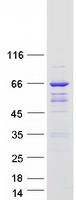 Coomassie blue staining of purified ARHGAP9 protein (Cat# TP322813). The protein was produced from HEK293T cells transfected with ARHGAP9 cDNA clone (Cat# RC222813) using MegaTran 2.0 (Cat# TT210002).