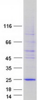 Coomassie blue staining of purified C5orf49 protein (Cat# TP322863). The protein was produced from HEK293T cells transfected with C5orf49 cDNA clone (Cat# RC222863) using MegaTran 2.0 (Cat# TT210002).