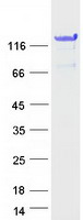 Coomassie blue staining of purified TXLNB protein (Cat# TP322940). The protein was produced from HEK293T cells transfected with TXLNB cDNA clone (Cat# RC222940) using MegaTran 2.0 (Cat# TT210002).