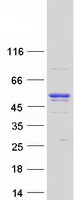 Coomassie blue staining of purified ANKFY1 protein (Cat# TP323110). The protein was produced from HEK293T cells transfected with ANKFY1 cDNA clone (Cat# RC223110) using MegaTran 2.0 (Cat# TT210002).
