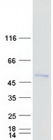 Coomassie blue staining of purified FOXD4L1 protein (Cat# TP323243). The protein was produced from HEK293T cells transfected with FOXD4L1 cDNA clone (Cat# RC223243) using MegaTran 2.0 (Cat# TT210002).