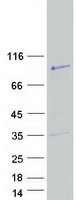 Coomassie blue staining of purified RTL5 protein (Cat# TP323344). The protein was produced from HEK293T cells transfected with RTL5 cDNA clone (Cat# RC223344) using MegaTran 2.0 (Cat# TT210002).