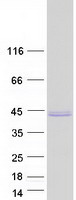 Coomassie blue staining of purified HNRNPA1L2 protein (Cat# TP323427). The protein was produced from HEK293T cells transfected with HNRNPA1L2 cDNA clone (Cat# RC223427) using MegaTran 2.0 (Cat# TT210002).
