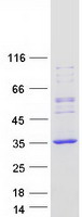 Coomassie blue staining of purified REP15 protein (Cat# TP323653). The protein was produced from HEK293T cells transfected with REP15 cDNA clone (Cat# RC223653) using MegaTran 2.0 (Cat# TT210002).