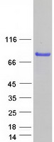 Coomassie blue staining of purified PLEKHO2 protein (Cat# TP323676). The protein was produced from HEK293T cells transfected with PLEKHO2 cDNA clone (Cat# RC223676) using MegaTran 2.0 (Cat# TT210002).