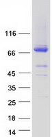 Coomassie blue staining of purified CRTAC1 protein (Cat# TP323681). The protein was produced from HEK293T cells transfected with CRTAC1 cDNA clone (Cat# RC223681) using MegaTran 2.0 (Cat# TT210002).