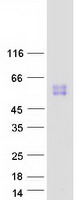 Coomassie blue staining of purified SIGLEC14 protein (Cat# TP324202). The protein was produced from HEK293T cells transfected with SIGLEC14 cDNA clone (Cat# RC224202) using MegaTran 2.0 (Cat# TT210002).