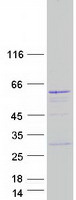 Coomassie blue staining of purified PAOX protein (Cat# TP324235). The protein was produced from HEK293T cells transfected with PAOX cDNA clone (Cat# RC224235) using MegaTran 2.0 (Cat# TT210002).