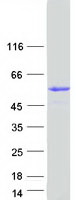 Coomassie blue staining of purified GK5 protein (Cat# TP324409). The protein was produced from HEK293T cells transfected with GK5 cDNA clone (Cat# RC224409) using MegaTran 2.0 (Cat# TT210002).