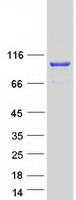 Coomassie blue staining of purified MICALCL protein (Cat# TP324524). The protein was produced from HEK293T cells transfected with MICALCL cDNA clone (Cat# RC224524) using MegaTran 2.0 (Cat# TT210002).