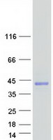 Coomassie blue staining of purified VSTM1 protein (Cat# TP324612). The protein was produced from HEK293T cells transfected with VSTM1 cDNA clone (Cat# RC224612) using MegaTran 2.0 (Cat# TT210002).