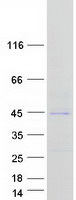 Coomassie blue staining of purified DBX2 protein (Cat# TP324644). The protein was produced from HEK293T cells transfected with DBX2 cDNA clone (Cat# RC224644) using MegaTran 2.0 (Cat# TT210002).