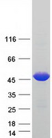 Coomassie blue staining of purified NARF protein (Cat# TP324921). The protein was produced from HEK293T cells transfected with NARF cDNA clone (Cat# RC224921) using MegaTran 2.0 (Cat# TT210002).